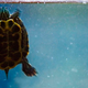Illustration for article titled Fun-Loving Turtle All Business When Its Feeding Time